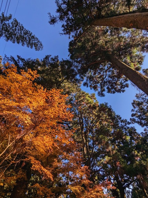 14.巨木のエリア5