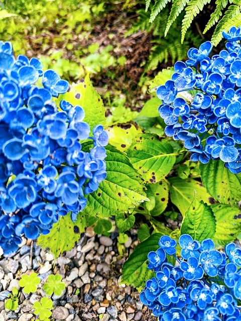 紫陽花ブルー