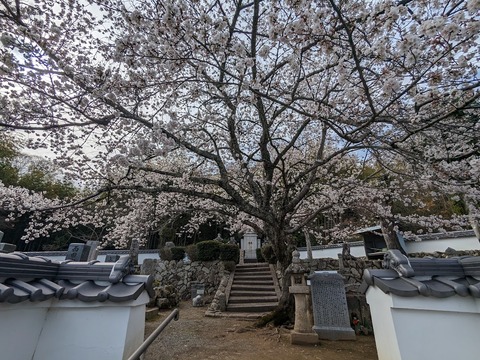 桜と渡部綱御廟