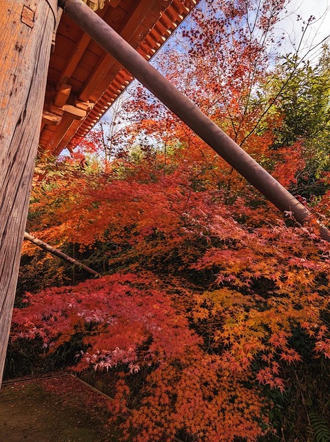 02.仁王門ささえと紅葉