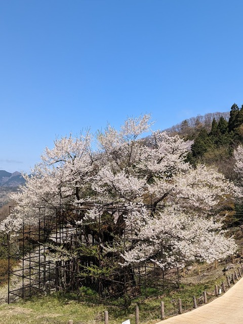 樽見の大桜12