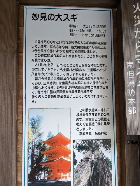 妙見の大スギ解説