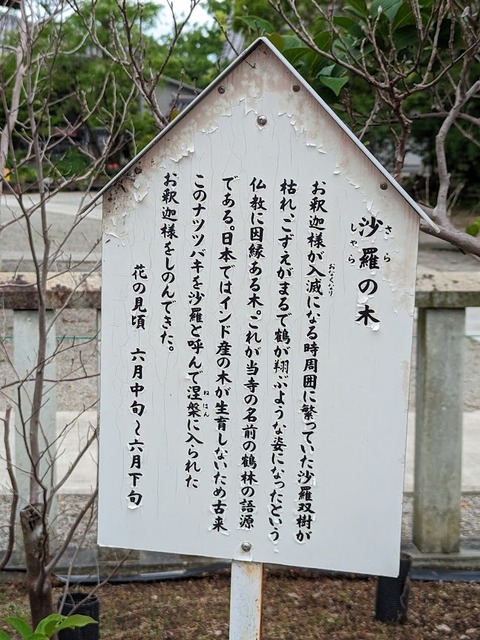 沙羅の木解説
