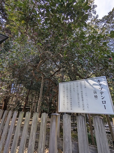 唐椿キャプテンロー2