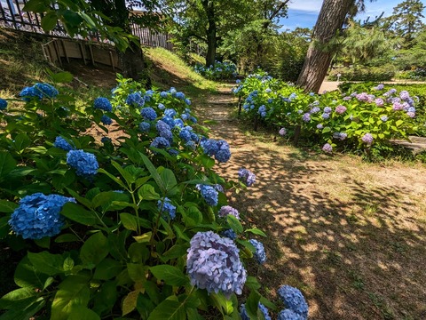 10.右岸紫陽花2