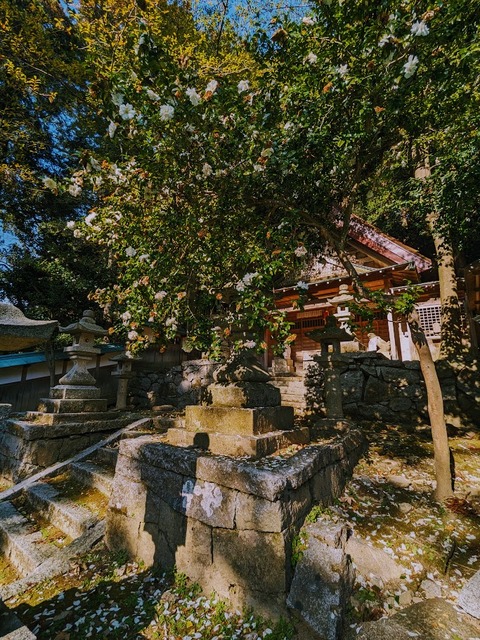 18.白椿