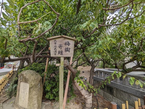 梅樹