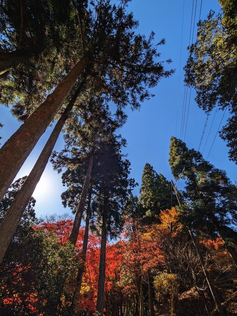 14.巨木のエリア3