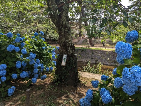 13.左岸北9