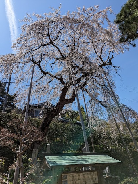 エドヒガン2