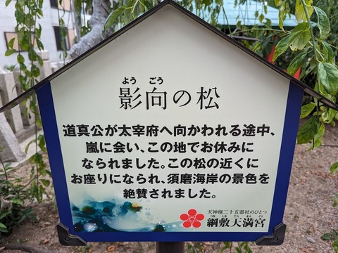 影向の松解説