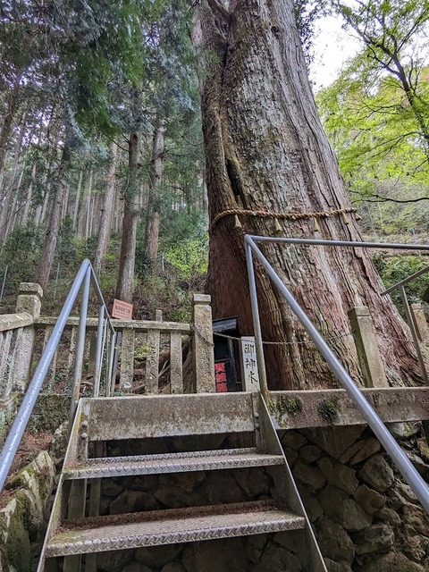 夫婦杉2