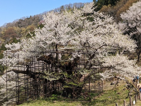 樽見の大桜13