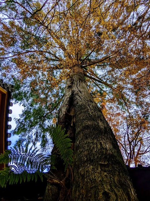 17.巨木と紅葉