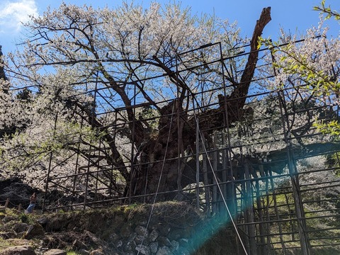 樽見の大桜18