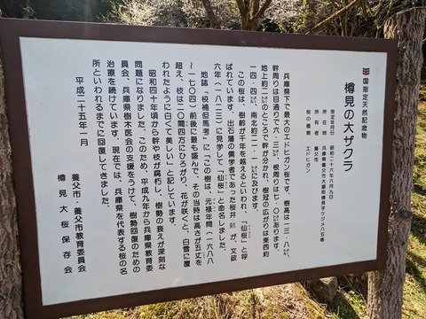 樽見の大桜解説板