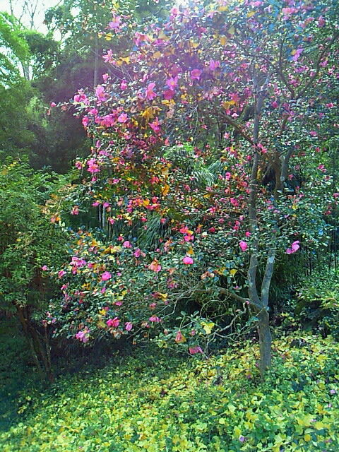 SBCA0022