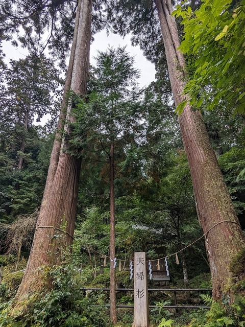 20.夫婦杉