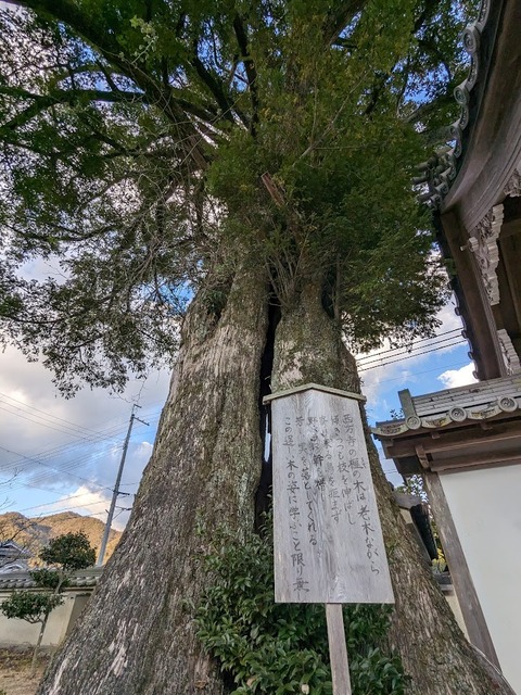 14.かやのき