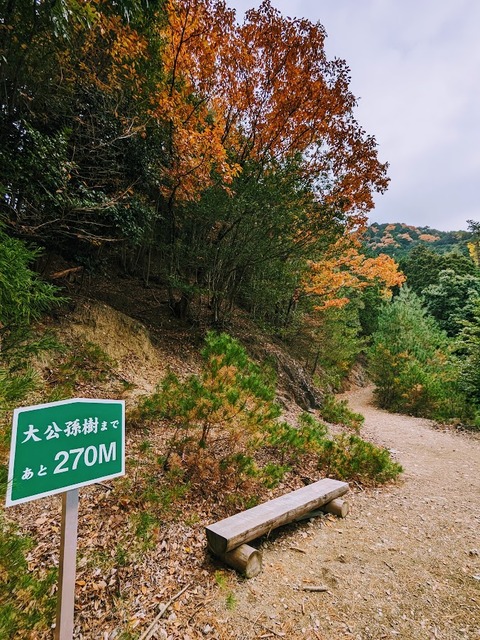 21.登山道10