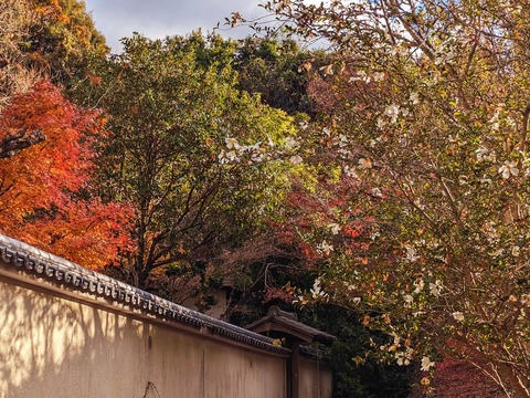 33.紅葉と白椿