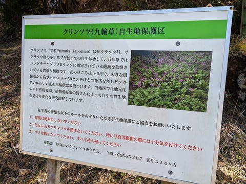 クリンソウ
