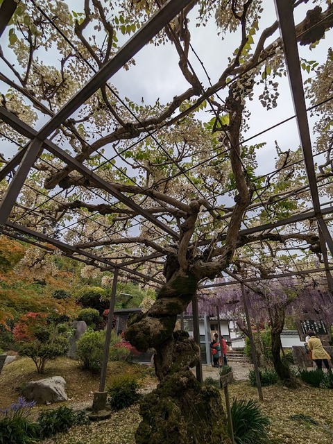 境内の藤棚