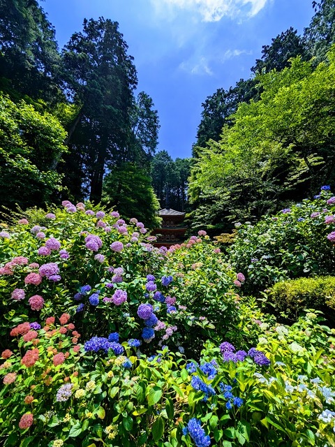 三重塔とあじさい