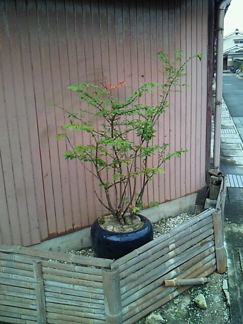 SBCA0062