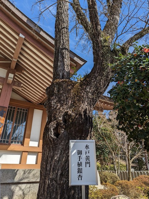 水戸黄門お手植え銀杏