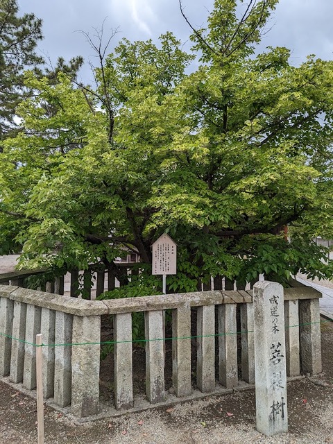 菩提樹