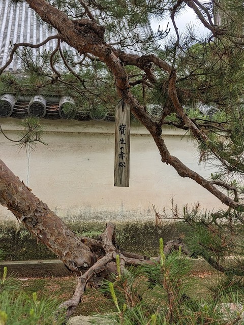 寶生の赤松2