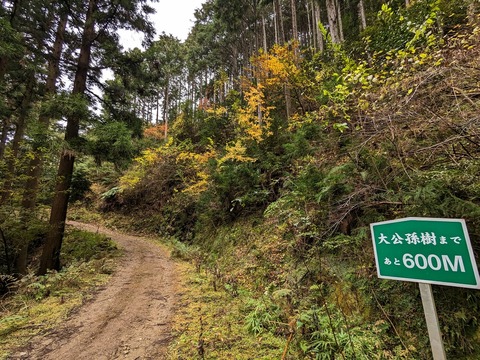 21.登山道8