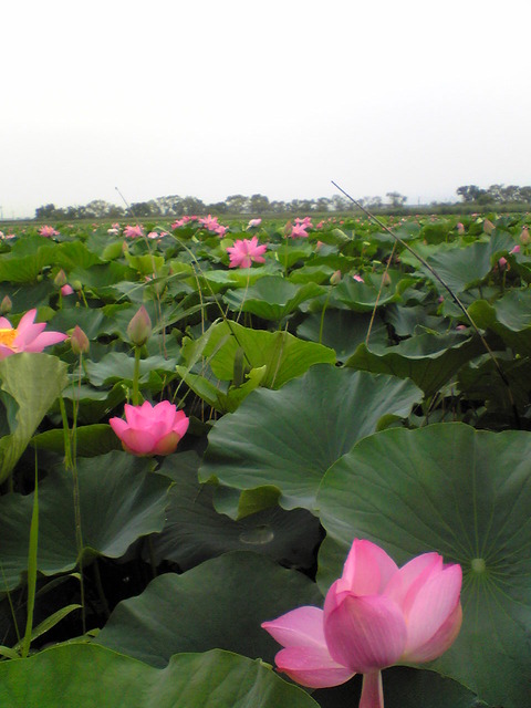 Image010