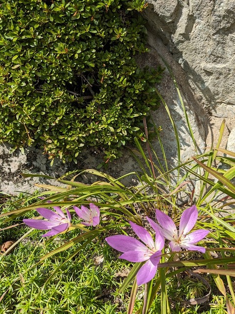 21.ムラサキの花