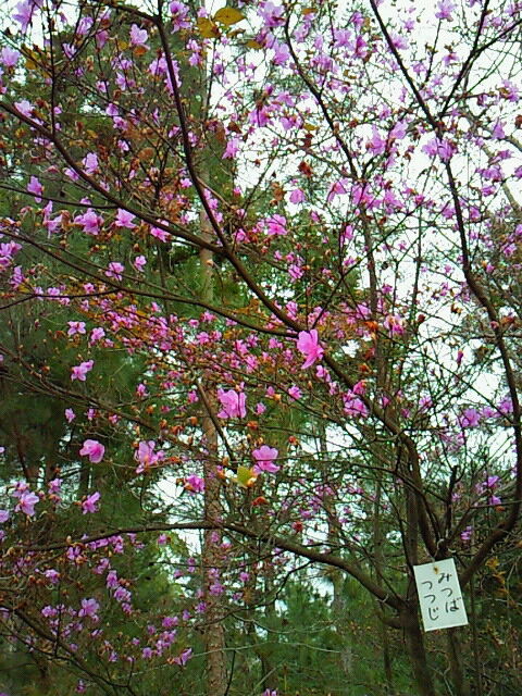 SBCA0032