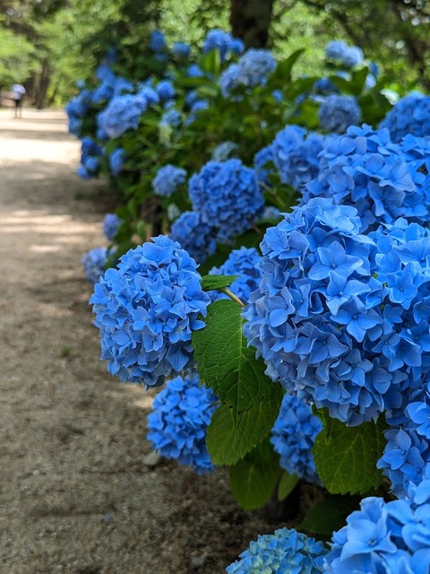 13.左岸北6