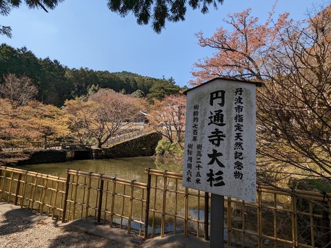 圓通寺大杉2