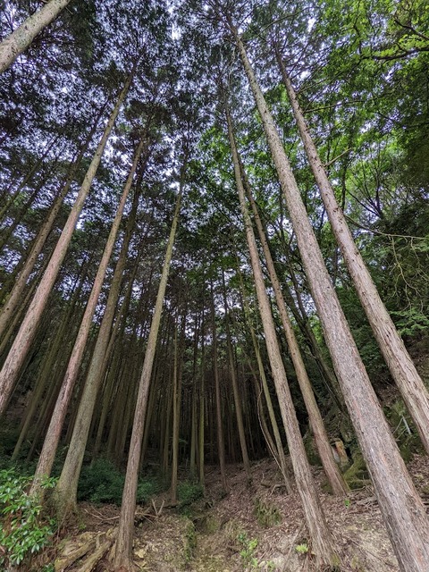 巨木の群れ