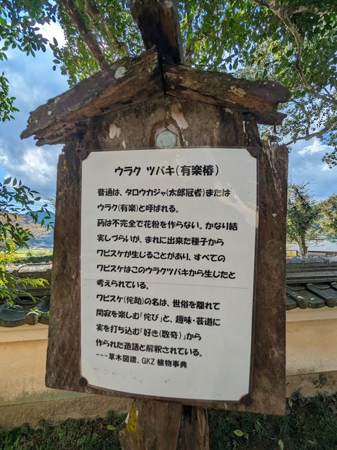 06.ウラクツバキ2