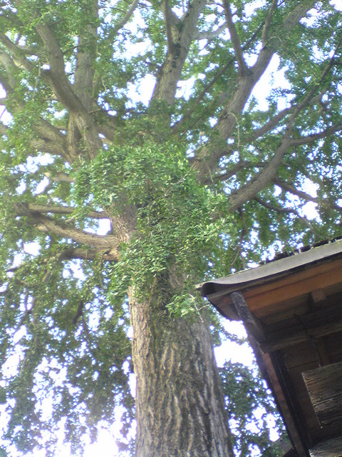 Image008
