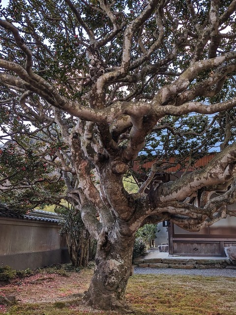 13.さざんか9