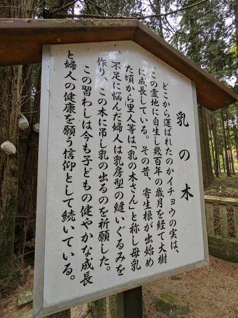 乳の木解説