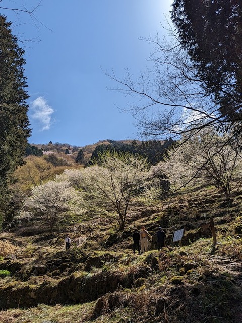 樽見の大桜5