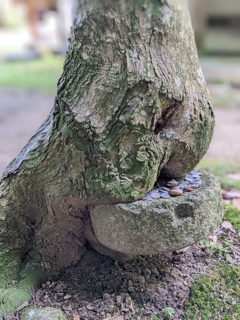 臼稲荷のかえで②