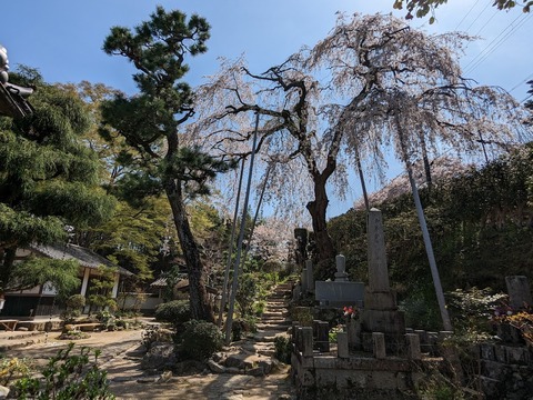 桜と松