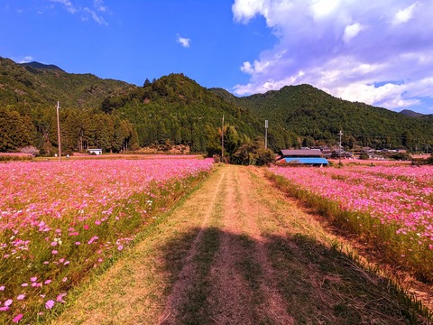 22.コスモス園7