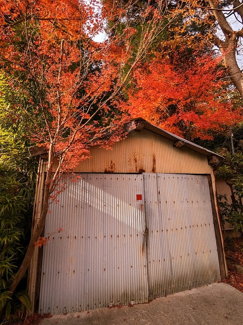 78.ガレージと紅葉
