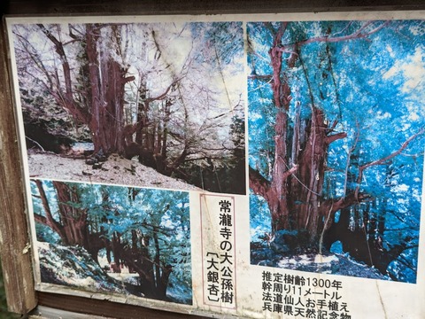 01.常瀧寺大銀杏の写真