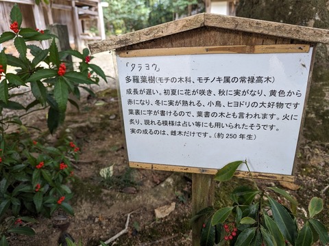 27.多羅陽樹解説